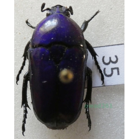 Chlorocala africana oertzeni Kolbe, 1895 ex. ovo Tanzania35